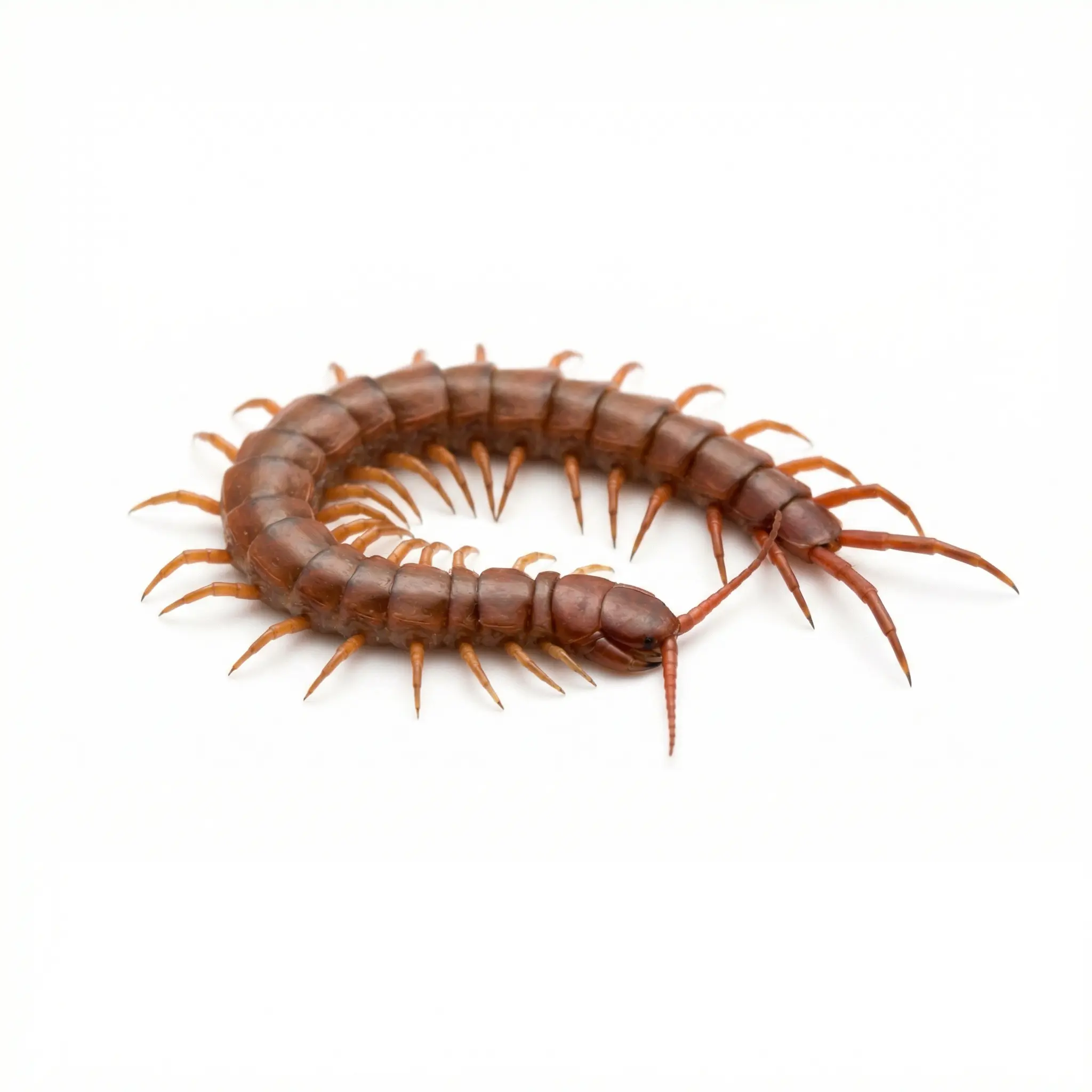 Centipedes control service - Centipede Removal Services