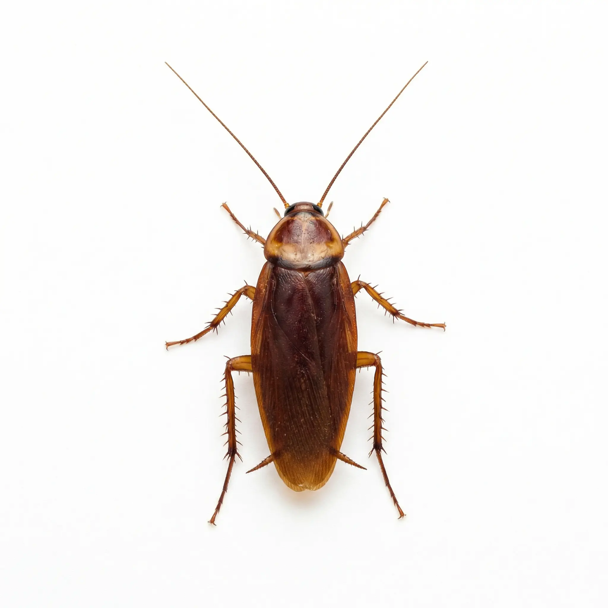 Cockroaches control service - Professional Cockroach Removal