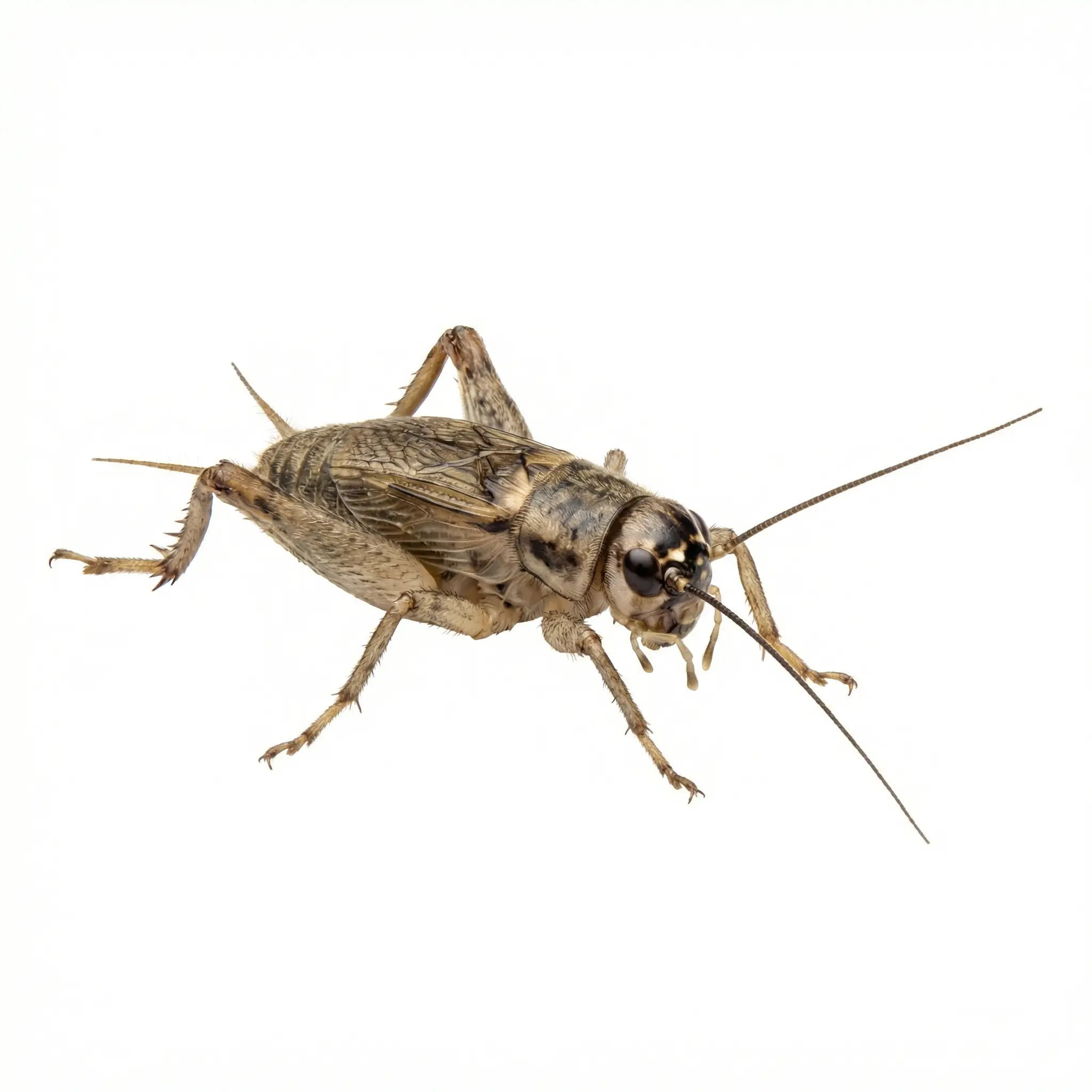 House Crickets control service - House Cricket Control Services
