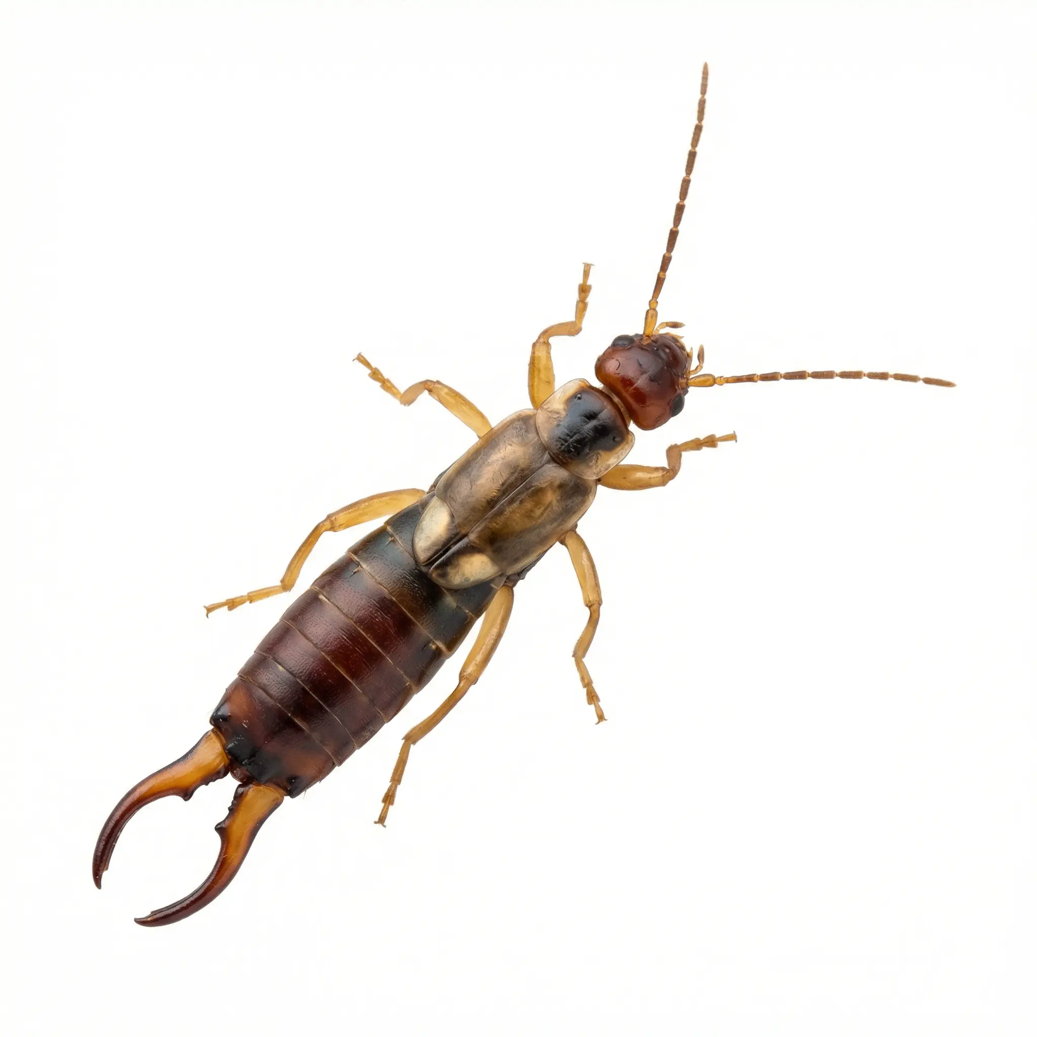 Earwigs control service - Professional Earwig Control