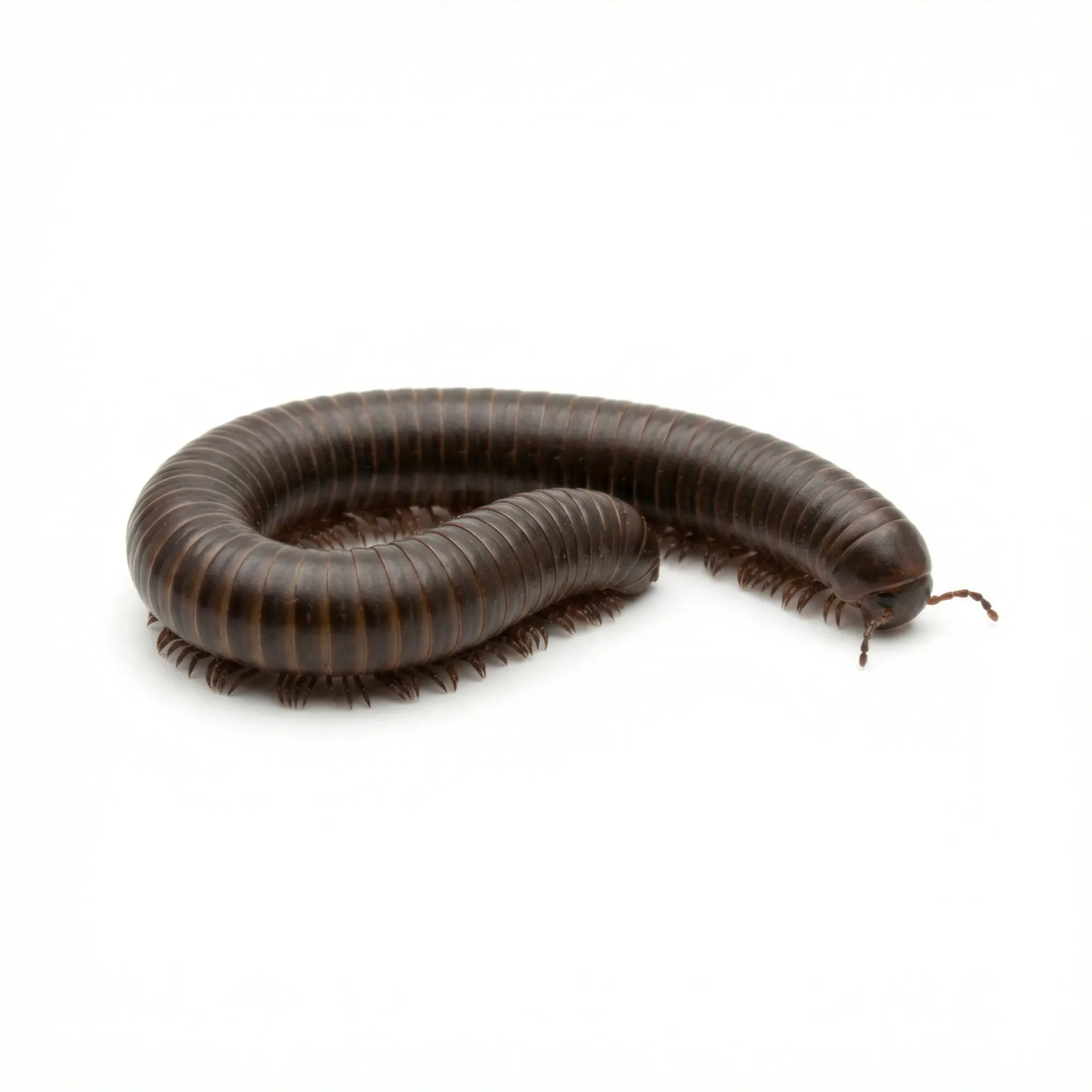 Millipedes control service - Millipede Control & Removal