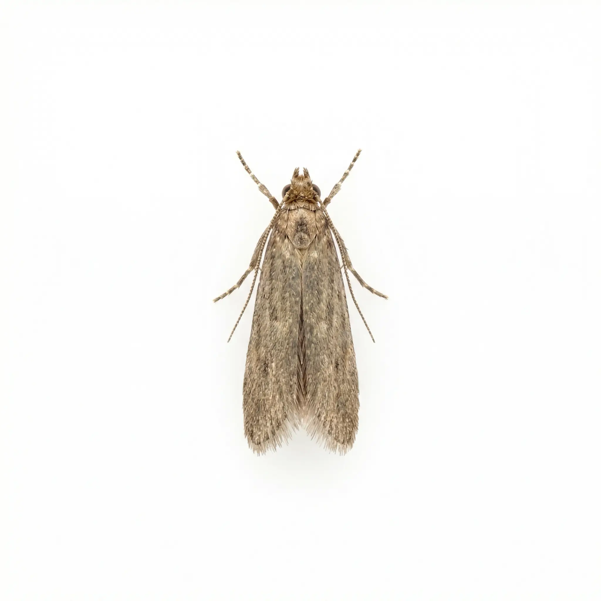 Clothes Moths control service - Clothes Moth Control Services
