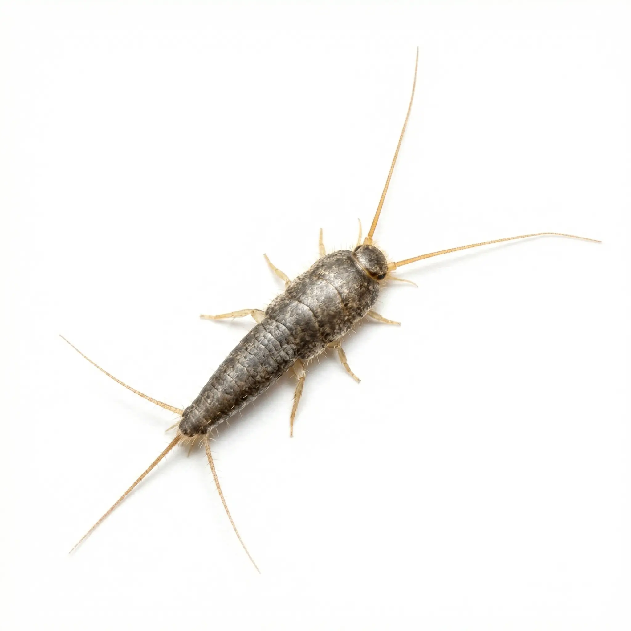 Silverfish control service - Silverfish Removal & Control